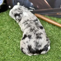Elliott Stabler, a male Miniature Schnauzer for sale in Marrero, LA – Photo 7 of 10