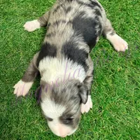 Elliott Stabler, a male Miniature Schnauzer for sale in Marrero, LA – Photo 8 of 10