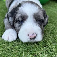 Elliott Stabler, a male Miniature Schnauzer for sale in Marrero, LA – Photo 2 of 10