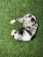 Elliott Stabler, a male Miniature Schnauzer for sale in Marrero, LA – Photo 9 of 10