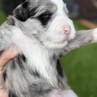 Elliott Stabler, a male Miniature Schnauzer for sale in Marrero, LA – Photo 4 of 10