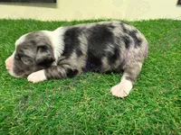 Elliott Stabler, a male Miniature Schnauzer for sale in Marrero, LA – Photo 4 of 10