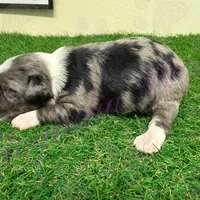 Elliott Stabler, a male Miniature Schnauzer for sale in Marrero, LA – Photo 6 of 10