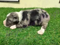 Elliott Stabler, a male Miniature Schnauzer for sale in Marrero, LA – Photo 1 of 10