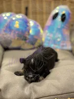Sonny, a male Miniature Schnauzer for sale in Marrero, LA – 2 of 9