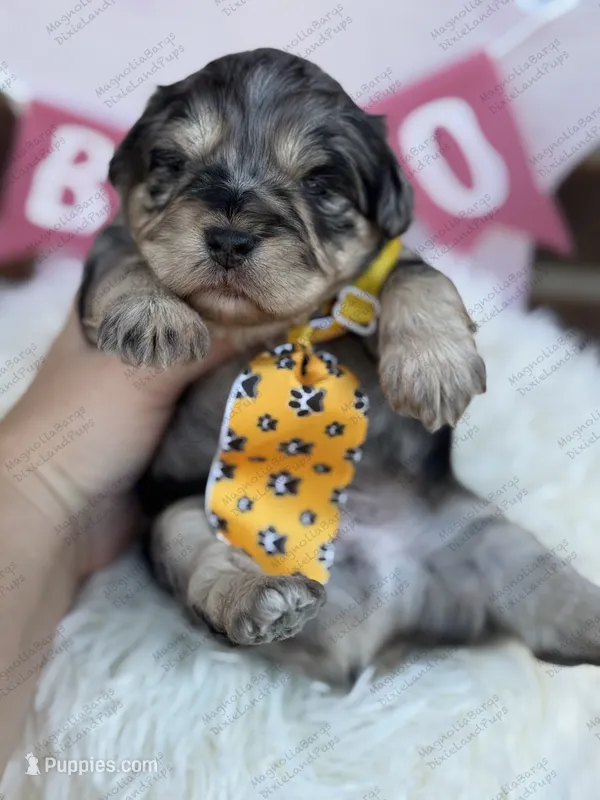 Danny – Miniature Schnauzer puppy on hold in Marrero, LA
