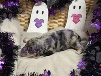 Danny, a male Miniature Schnauzer for sale in Marrero, LA – 6 of 10