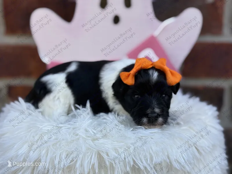 Cha-cha – Miniature Schnauzer puppy for sale in Marrero, LA