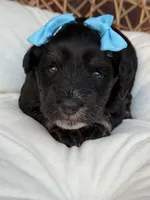 Susie, a female Miniature Schnauzer for sale in Marrero, LA – Photo 6 of 10
