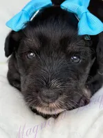 Susie, a female Miniature Schnauzer for sale in Marrero, LA – Photo 7 of 10