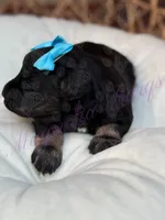 Susie, a female Miniature Schnauzer for sale in Marrero, LA – Photo 8 of 10