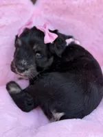 Susie, a female Miniature Schnauzer for sale in Marrero, LA – Photo 2 of 10