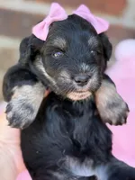Susie, a female Miniature Schnauzer for sale in Marrero, LA – Photo 3 of 10