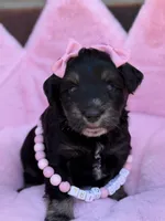 Susie, a female Miniature Schnauzer for sale in Marrero, LA – Photo 1 of 10