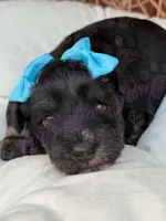 Susie, a female Miniature Schnauzer for sale in Marrero, LA – Photo 5 of 10