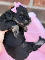 Susie, a female Miniature Schnauzer for sale in Marrero, LA – Photo 4 of 10