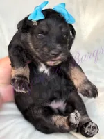 Susie, a female Miniature Schnauzer for sale in Marrero, LA – Photo 9 of 10