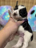 Putzie, a male Miniature Schnauzer for sale in Marrero, LA – 6 of 9