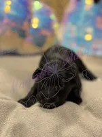Rizzo, a female Miniature Schnauzer for sale in Marrero, LA – 5 of 10