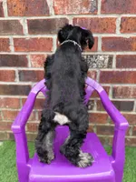 Susie, a female Miniature Schnauzer for sale in Marrero, LA – 3 of 10