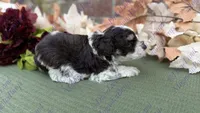 Timon, a male Miniature Schnauzer for sale in Marrero, LA – 2 of 2