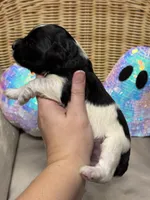 Cha-cha, a female Miniature Schnauzer for sale in Marrero, LA – 5 of 10