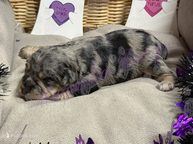 Danny – Miniature Schnauzer puppy for sale in Marrero, LA