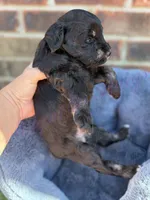 Tommy , a male Miniature Schnauzer for sale in Marrero, LA – Photo 6 of 10