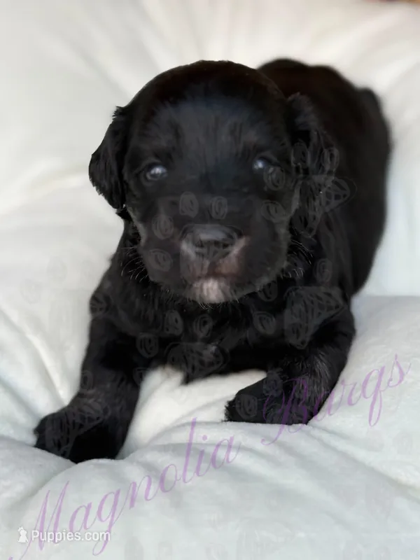 Tommy  – Miniature Schnauzer puppy for sale in Marrero, LA