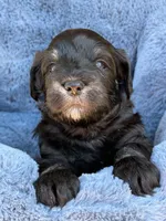 Tommy , a male Miniature Schnauzer for sale in Marrero, LA – Photo 7 of 10