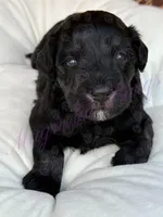Tommy , a male Miniature Schnauzer for sale in Marrero, LA – Photo 2 of 10