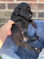 Tommy , a male Miniature Schnauzer for sale in Marrero, LA – Photo 10 of 10