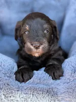 Tommy , a male Miniature Schnauzer for sale in Marrero, LA – Photo 5 of 10