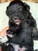Tommy , a male Miniature Schnauzer for sale in Marrero, LA – Photo 3 of 10