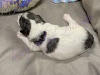 Sandy, a female Miniature Schnauzer for sale in Marrero, LA – 4 of 10