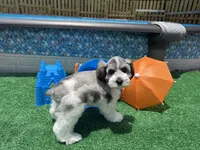 Chuckie, a male Miniature Schnauzer for sale in Marrero, LA – 6 of 10
