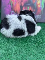 Lucky, a male Miniature Schnauzer for sale in Marrero, LA – Photo 3 of 3