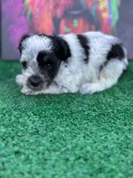 Lucky, a male Miniature Schnauzer for sale in Marrero, LA – Photo 2 of 3