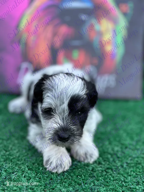 Lucky – Miniature Schnauzer puppy for sale in Marrero, LA