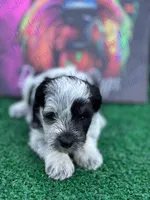 Lucky, a male Miniature Schnauzer for sale in Marrero, LA – Photo 1 of 3
