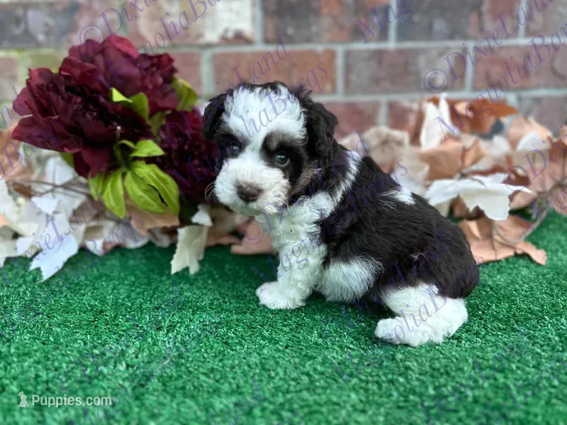 Paddy  – Miniature Schnauzer puppy on hold in Marrero, LA