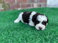 Paddy , a female Miniature Schnauzer for sale in Marrero, LA – Photo 3 of 4