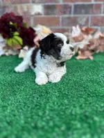 Paddy , a female Miniature Schnauzer for sale in Marrero, LA – Photo 2 of 4