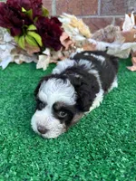 Paddy , a female Miniature Schnauzer for sale in Marrero, LA – Photo 4 of 4