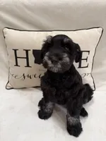 Tommy , a male Miniature Schnauzer for sale in Marrero, LA – 6 of 10