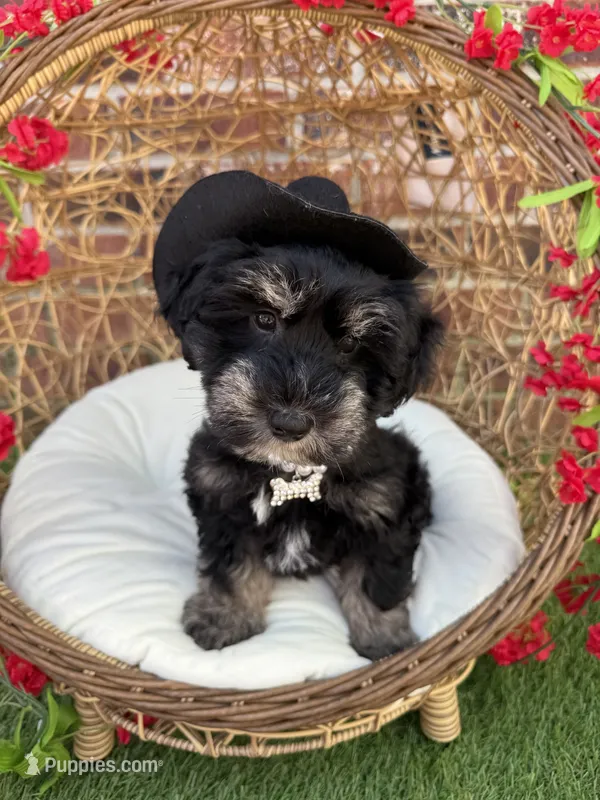Susie – Miniature Schnauzer puppy for sale in Marrero, LA