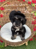 Susie, a female Miniature Schnauzer for sale in Marrero, LA – 4 of 10