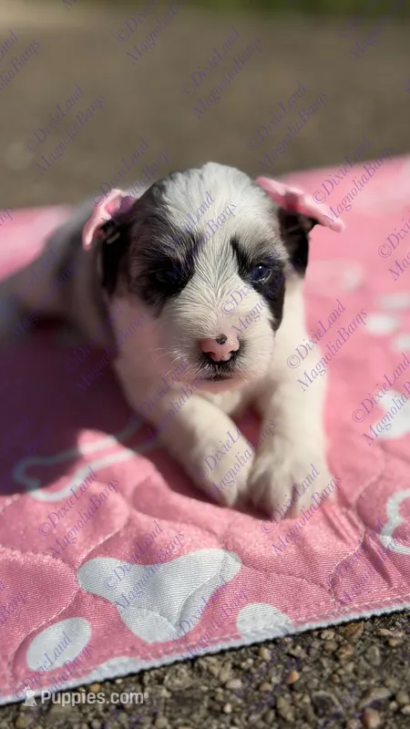 Nala – Miniature Schnauzer puppy on hold in Marrero, LA