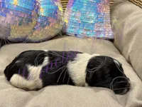 Cha-cha, a female Miniature Schnauzer for sale in Marrero, LA – 8 of 10