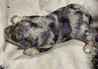 Danny, a male Miniature Schnauzer for sale in Marrero, LA – 4 of 10